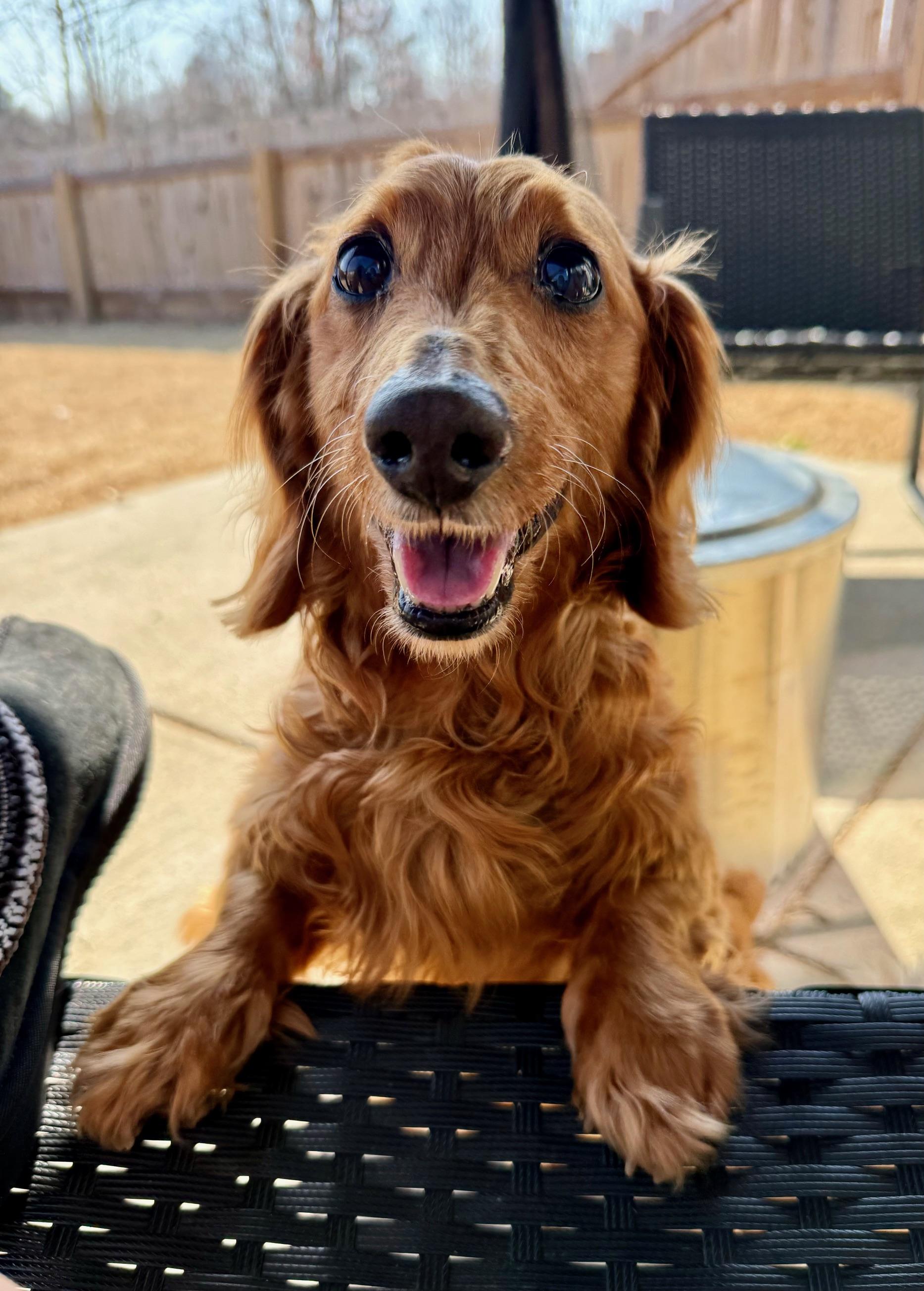 Enlarge Marshmallow , a ADOPTABLE Dachshund (Long Haired) in Richmond, VA image 3/6
