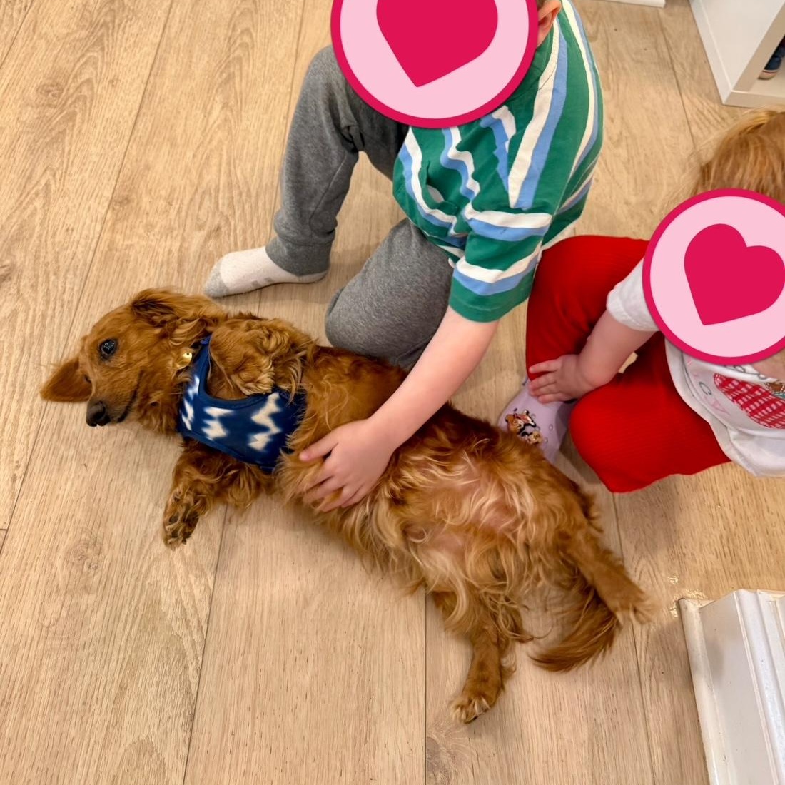 Enlarge Marshmallow , a ADOPTABLE Dachshund (Long Haired) in Richmond, VA image 4/6