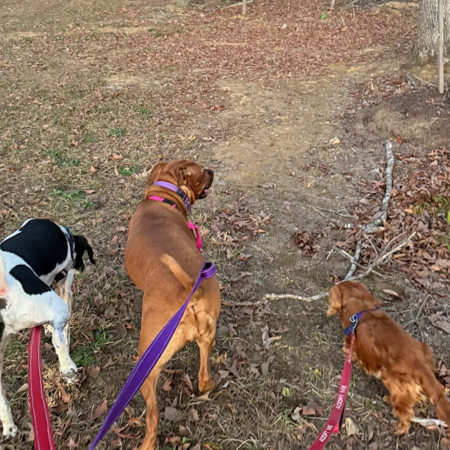Enlarge Marshmallow , a ADOPTABLE Dachshund (Long Haired) in Richmond, VA image 6/6