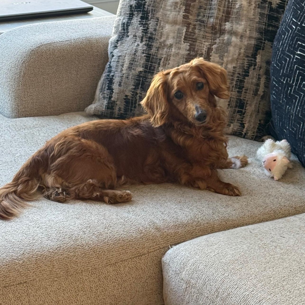 Enlarge Marshmallow , a ADOPTABLE Dachshund (Long Haired) in Richmond, VA image 5/6