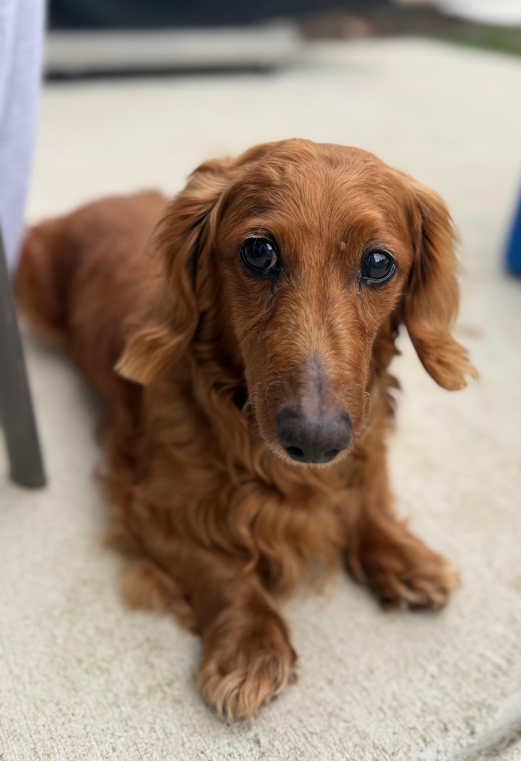 Enlarge Marshmallow , a ADOPTABLE Dachshund (Long Haired) in Richmond, VA image 1/6
