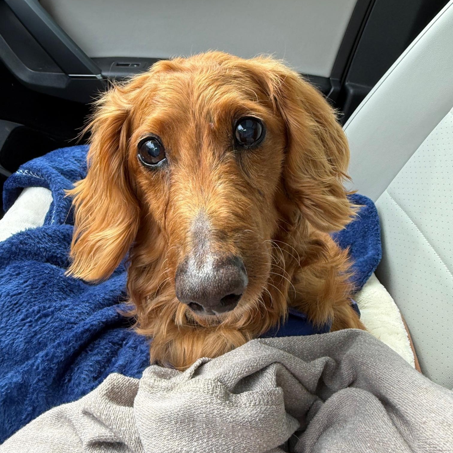 Enlarge Marshmallow , a ADOPTABLE Dachshund (Long Haired) in Richmond, VA image 2/6