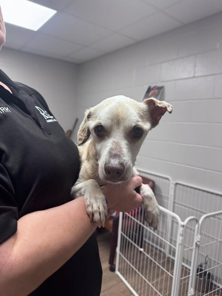 Enlarge Hector, a Adoptable Chihuahua in Rowlett, TX image 1/1