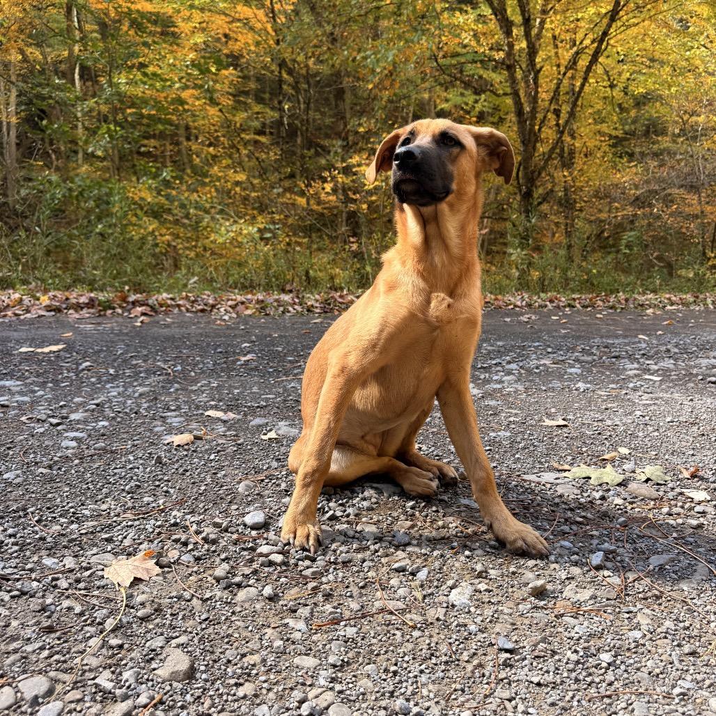 Enlarge Lorelei, a Adoptable Black Mouth Cur in Milford, NY image 1/4