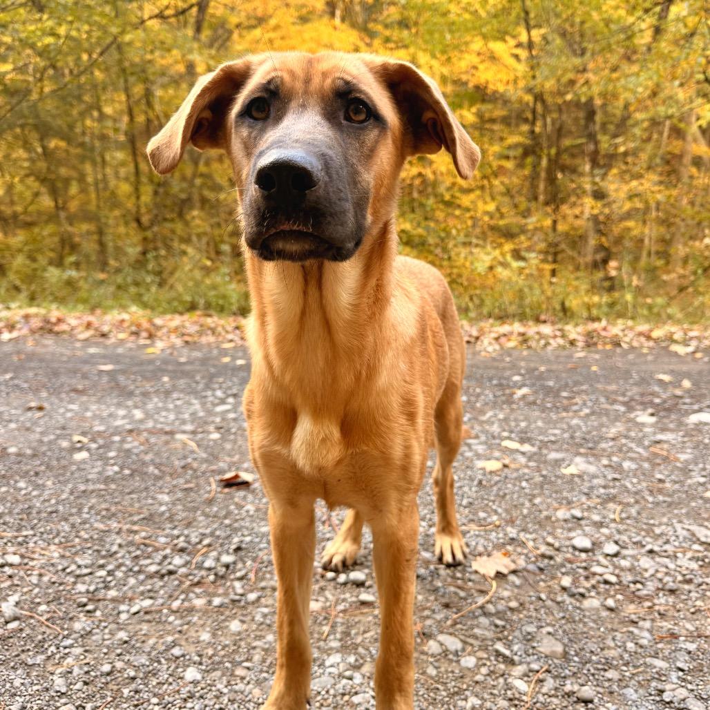 Enlarge Lorelei, a Adoptable Black Mouth Cur in Milford, NY image 2/4