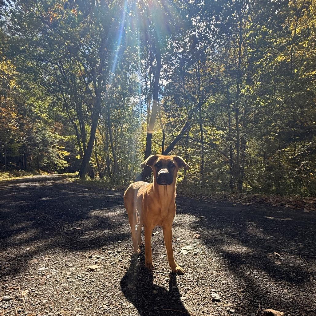 Enlarge Lorelei, a Adoptable Black Mouth Cur in Milford, NY image 3/4