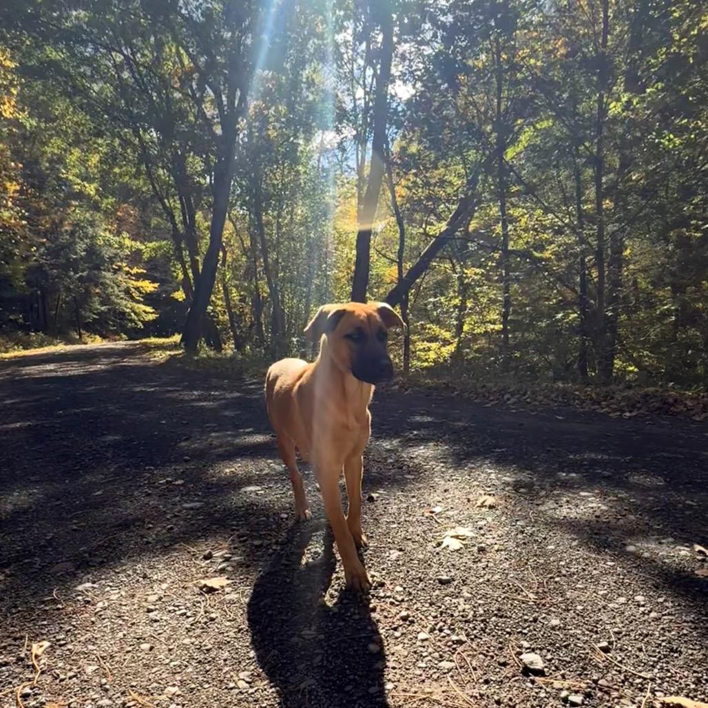 Enlarge Lorelei, a Adoptable Black Mouth Cur in Milford, NY image 4/4