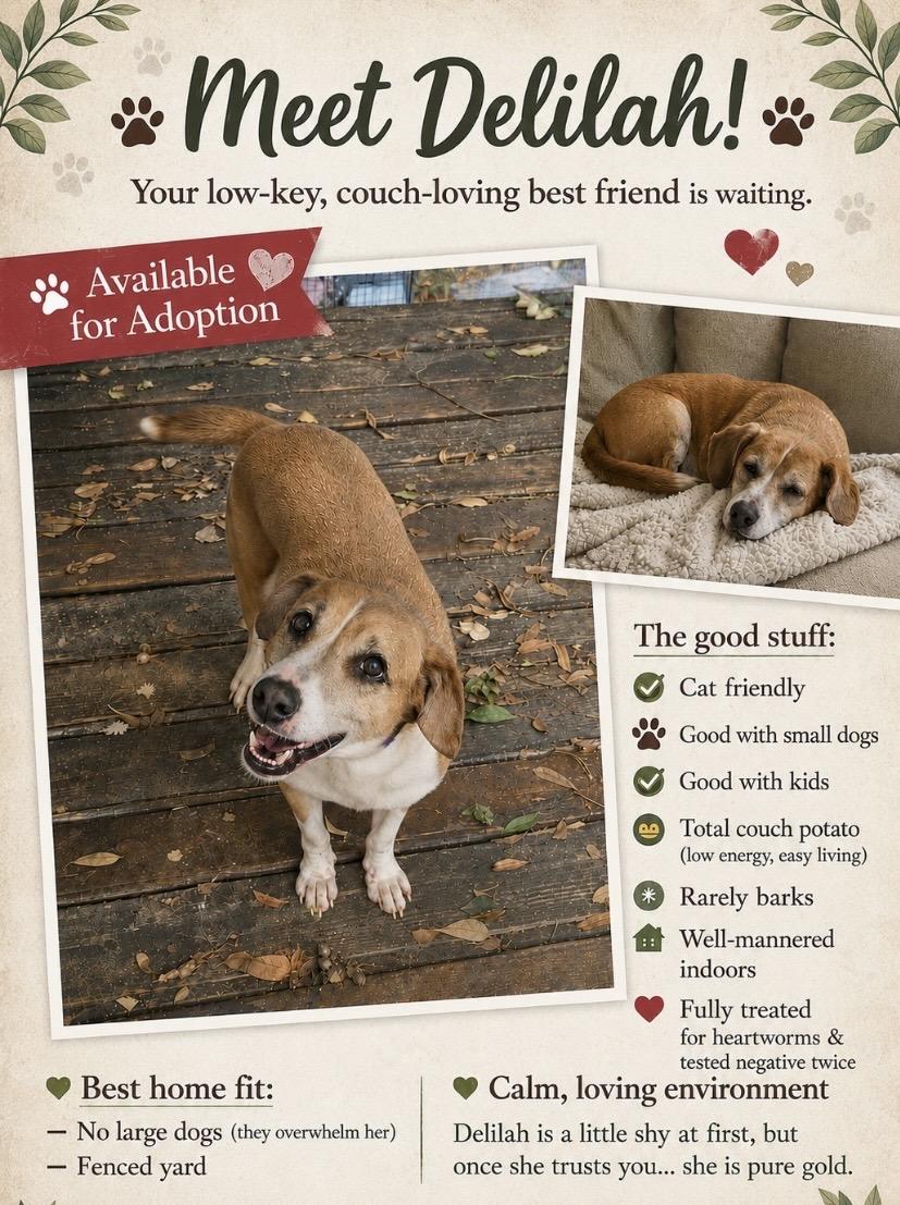 Enlarge Delilah, a Adoptable mixed breed in Northport, AL image 1/3