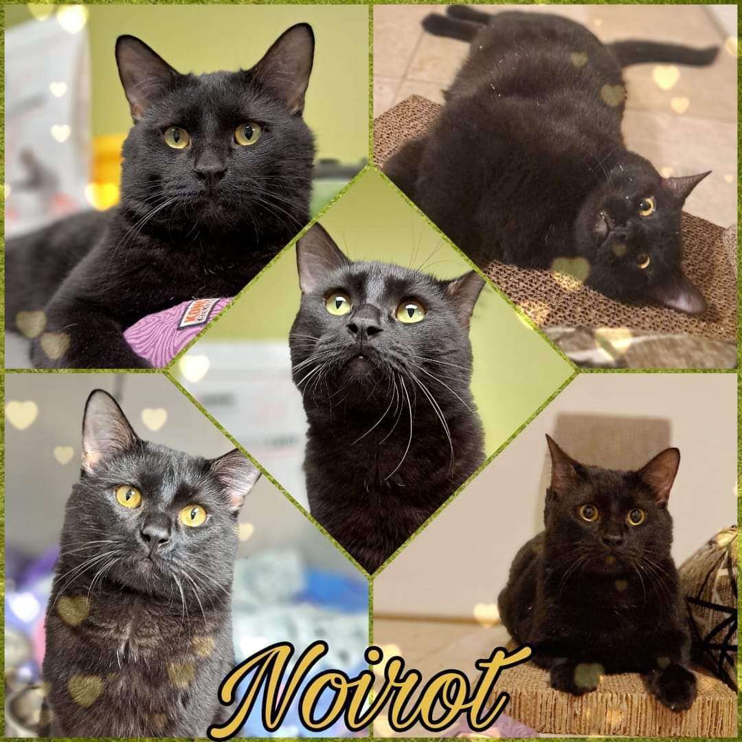 Enlarge Noirot, a Adoptable Domestic Short Hair in Beloeil, QC image 1/1