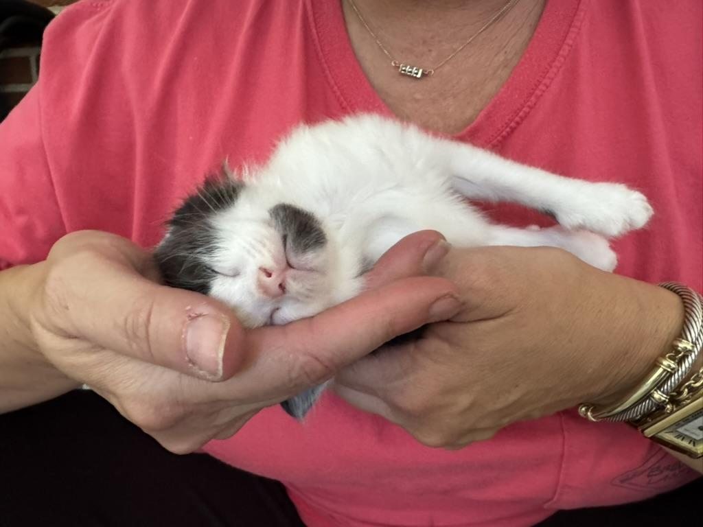 Enlarge Oberon, a Adoptable Domestic Long Hair in Stockbridge, GA image 4/6