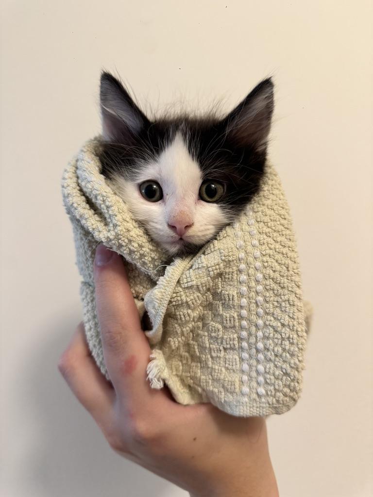 Oberon, Adoptable, Kitten Male Domestic Long Hair.