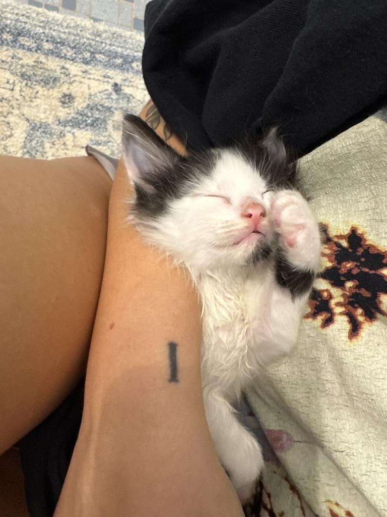 Enlarge Oberon, a Adoptable Domestic Long Hair in Stockbridge, GA image 2/6