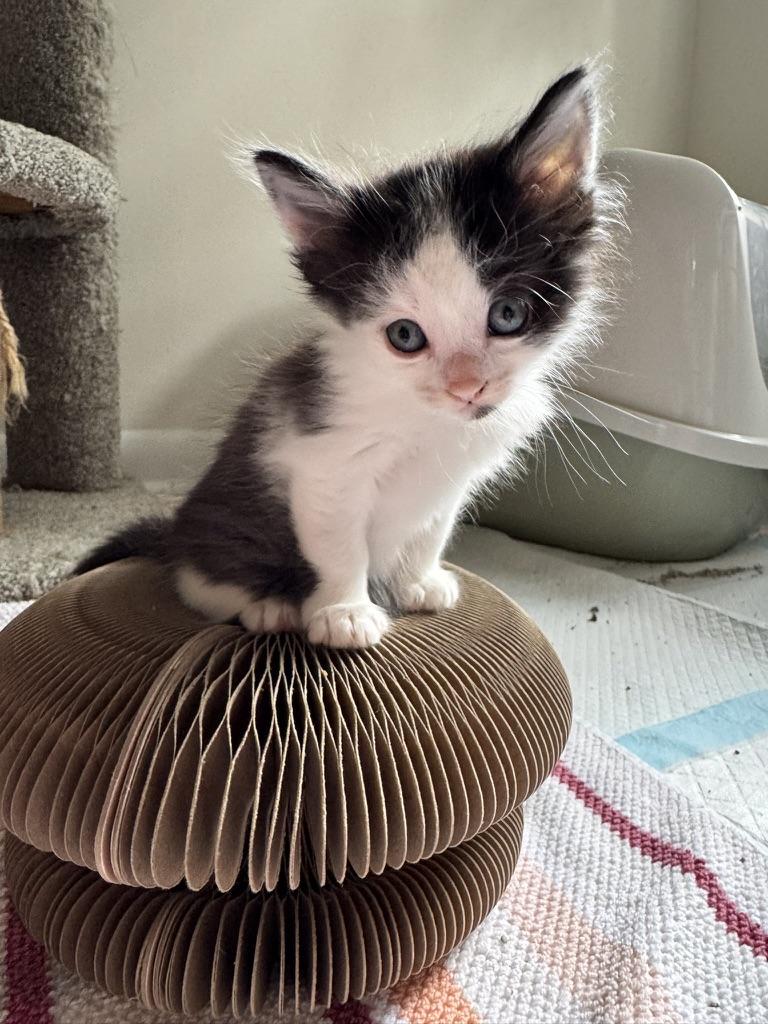 Enlarge Oberon, a Adoptable Domestic Long Hair in Stockbridge, GA image 3/6