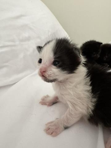 Enlarge Oberon, a Adoptable Domestic Long Hair in Stockbridge, GA image 6/6