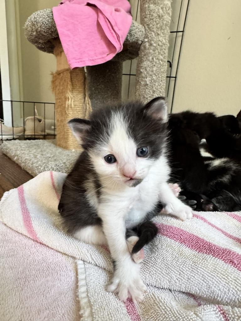 Enlarge Oberon, a Adoptable Domestic Long Hair in Stockbridge, GA image 5/6