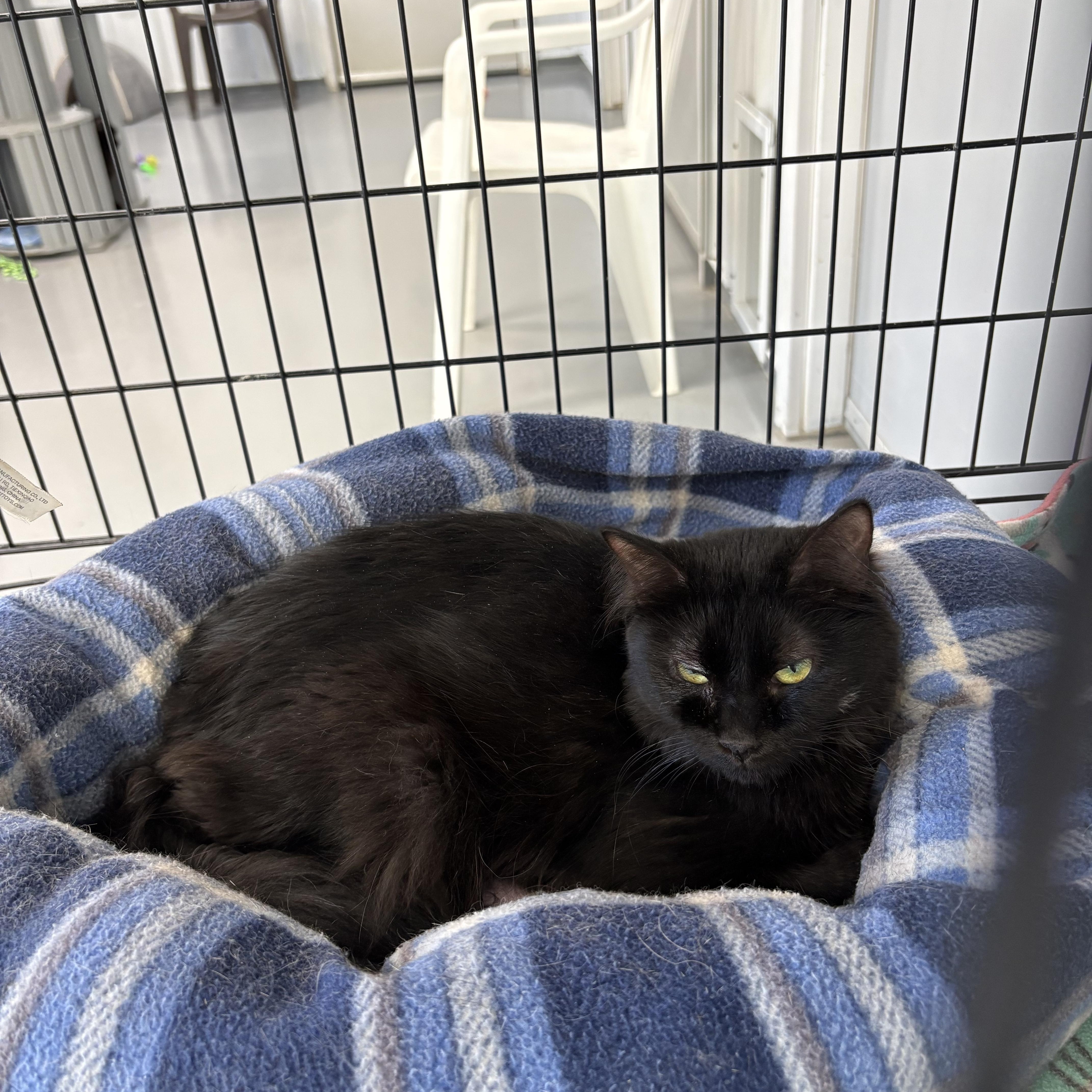 Enlarge Pumpkin, a Adoptable Domestic Long Hair in Big Rapids, MI image 3/3