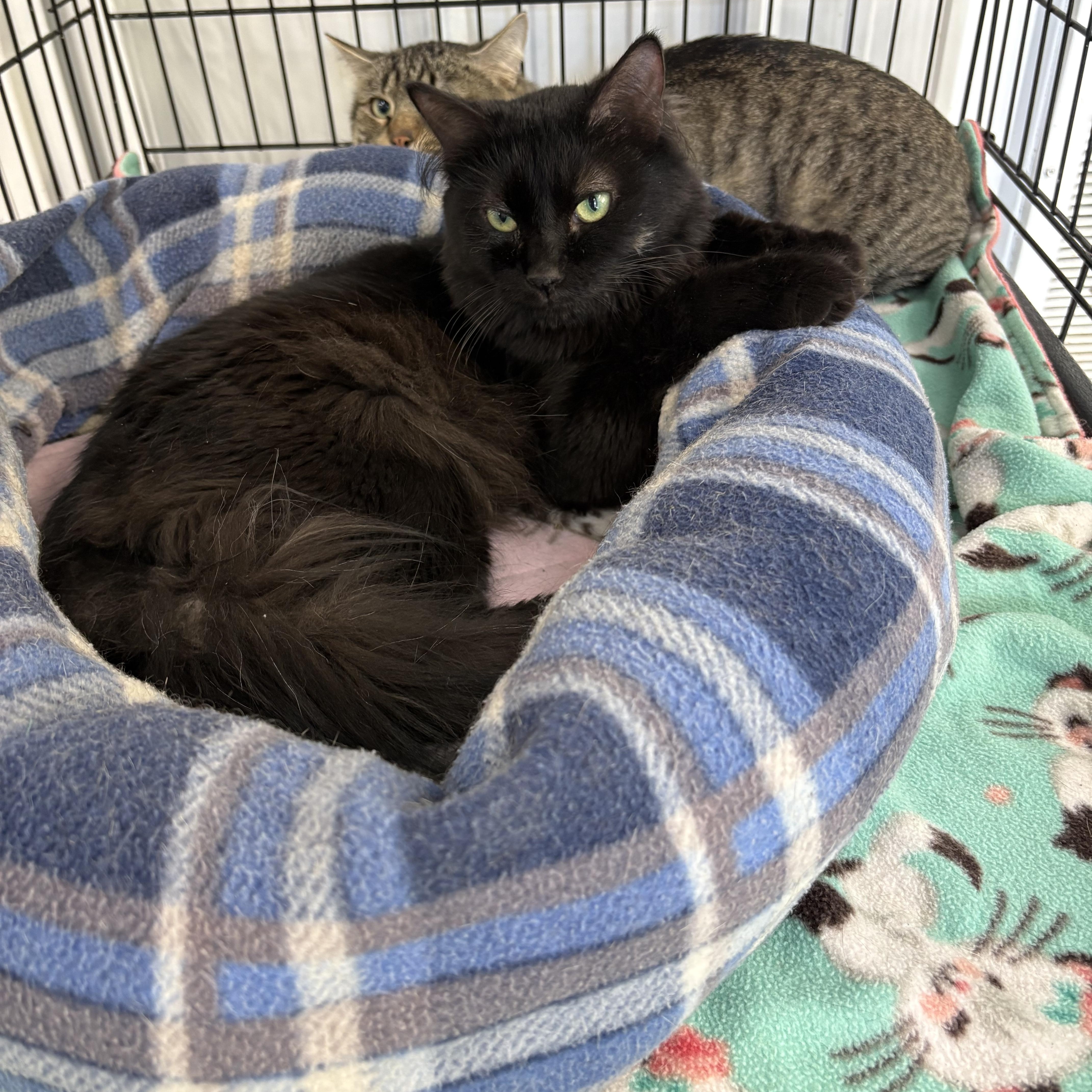 Pumpkin, Adoptable, Adult Male Domestic Long Hair.