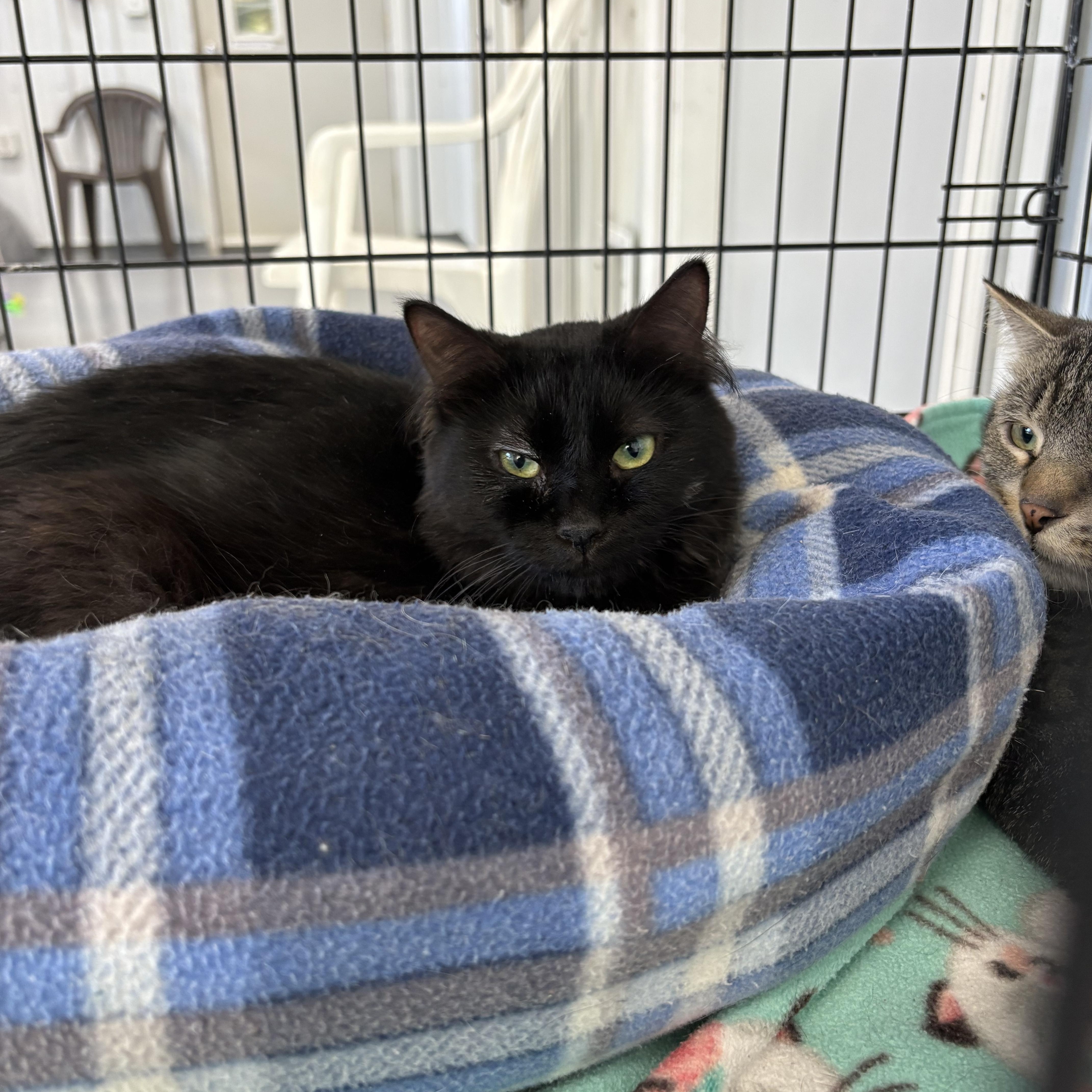 Enlarge Pumpkin, a Adoptable Domestic Long Hair in Big Rapids, MI image 2/3