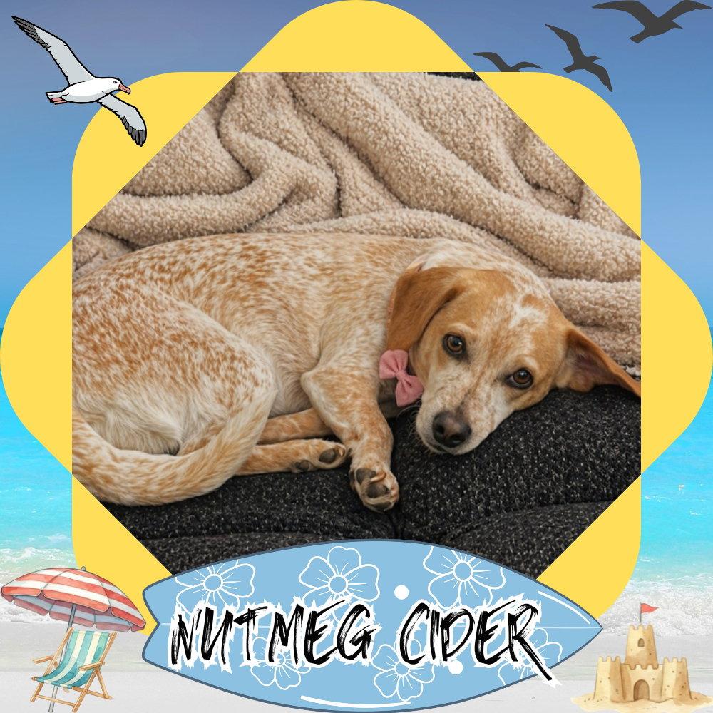 Nutmeg Cider, Adoptable, Adult Female Dachshund.