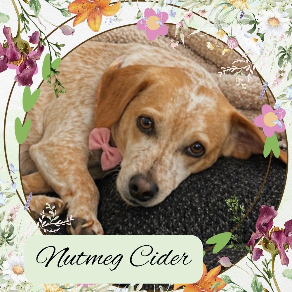 Nutmeg Cider, Adoptable, Adult Female Dachshund.
