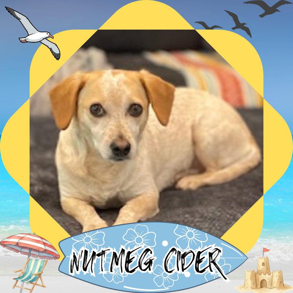 Nutmeg Cider, a Adoptable Dachshund in San Antonio, TX image 1/3