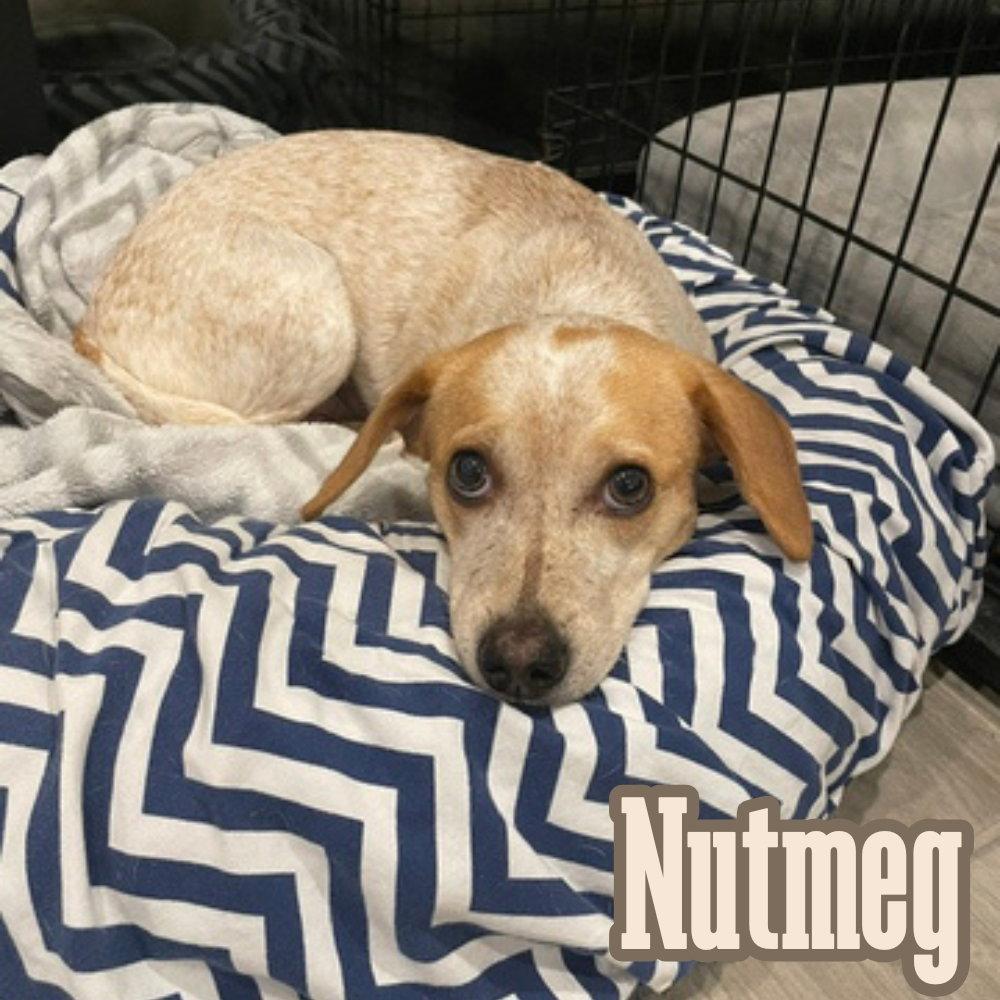 Nutmeg Cider, a Adoptable Dachshund in San Antonio, TX image 2/3