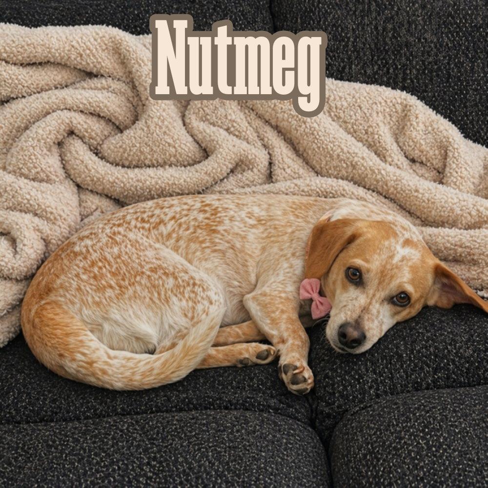 Enlarge Nutmeg Cider, a Adoptable Dachshund in San Antonio, TX image 2/3