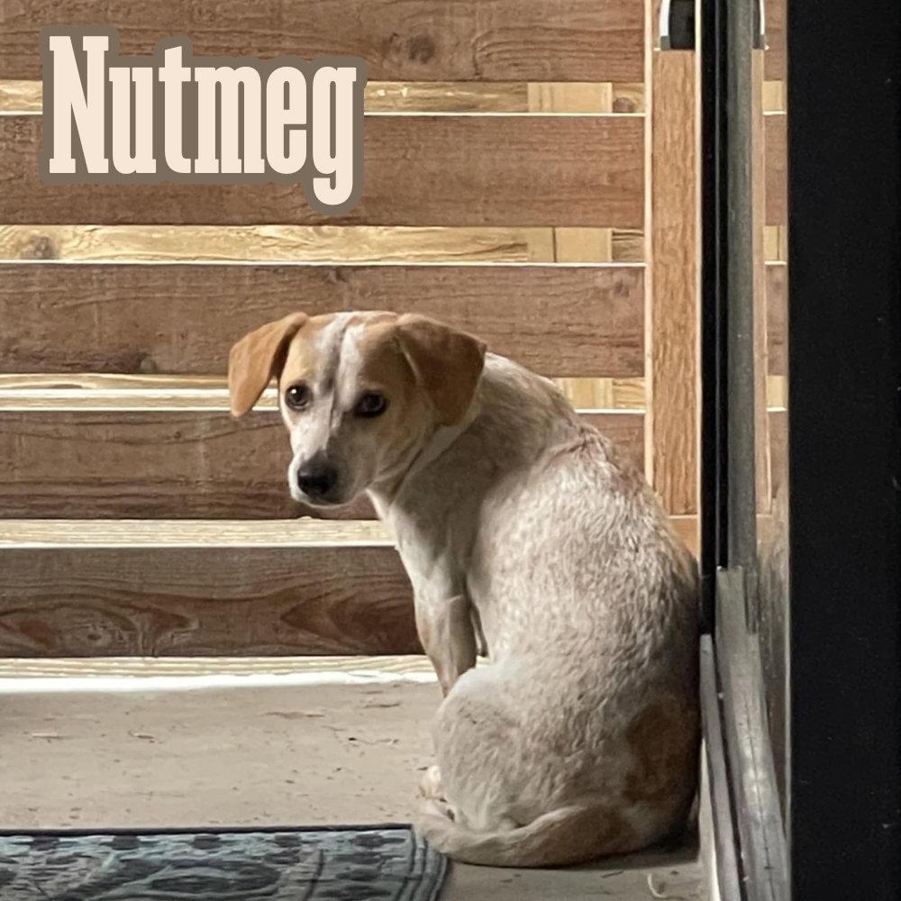 Enlarge Nutmeg Cider, a Adoptable Dachshund in San Antonio, TX image 3/3