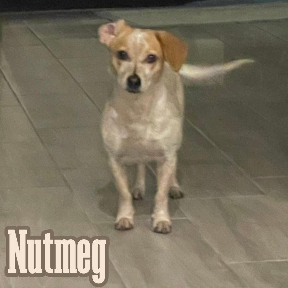 Nutmeg Cider, a Adoptable Dachshund in San Antonio, TX image 3/3