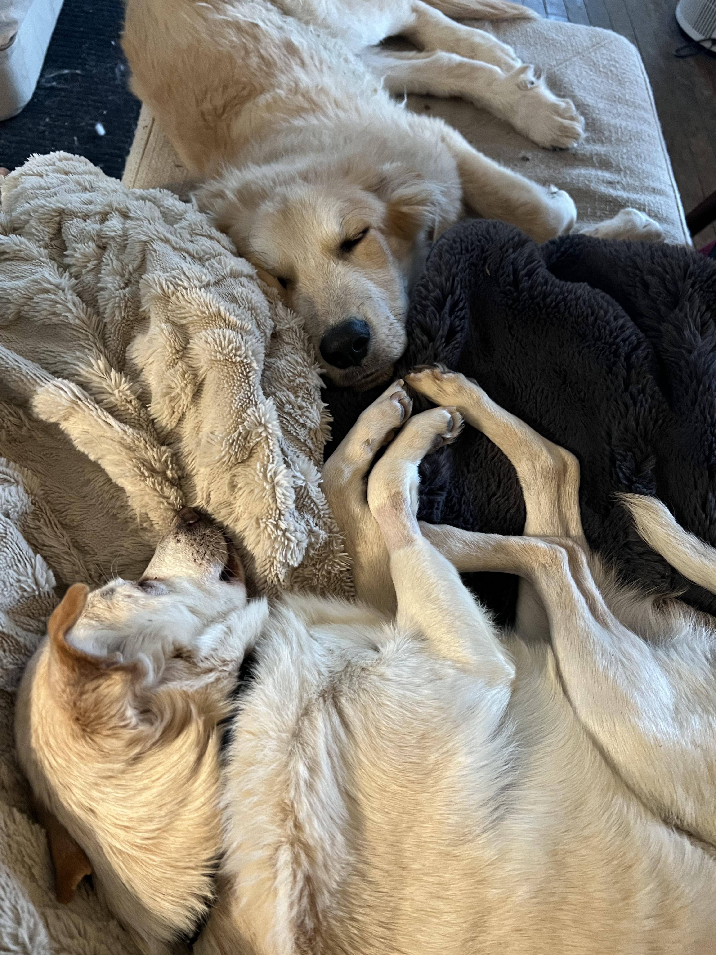 Enlarge Oakly, an adopted mixed breed in Bowdoin, ME image 6/6