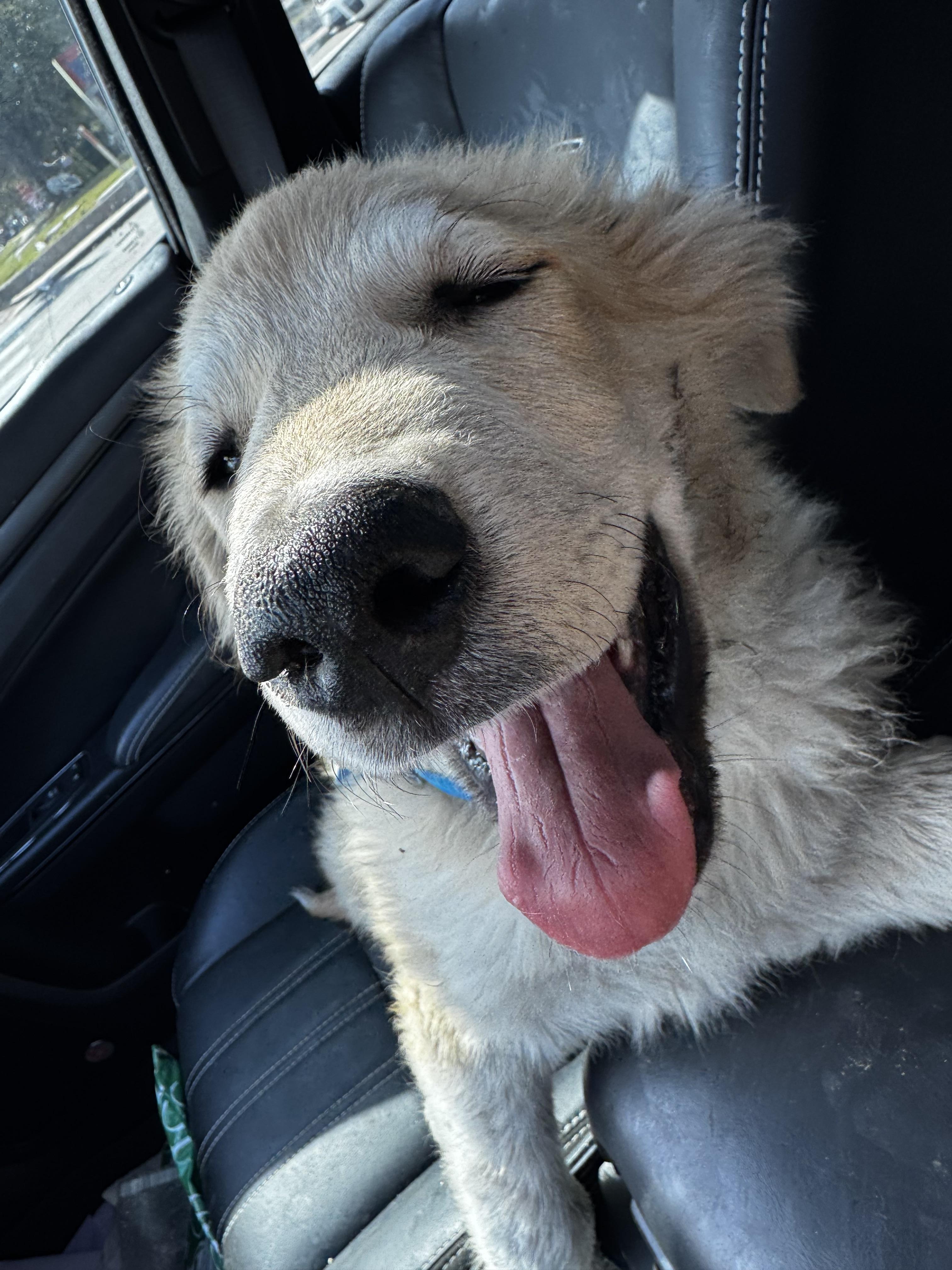Enlarge Oakly, a ADOPTABLE mixed breed in Bowdoin, ME image 4/6