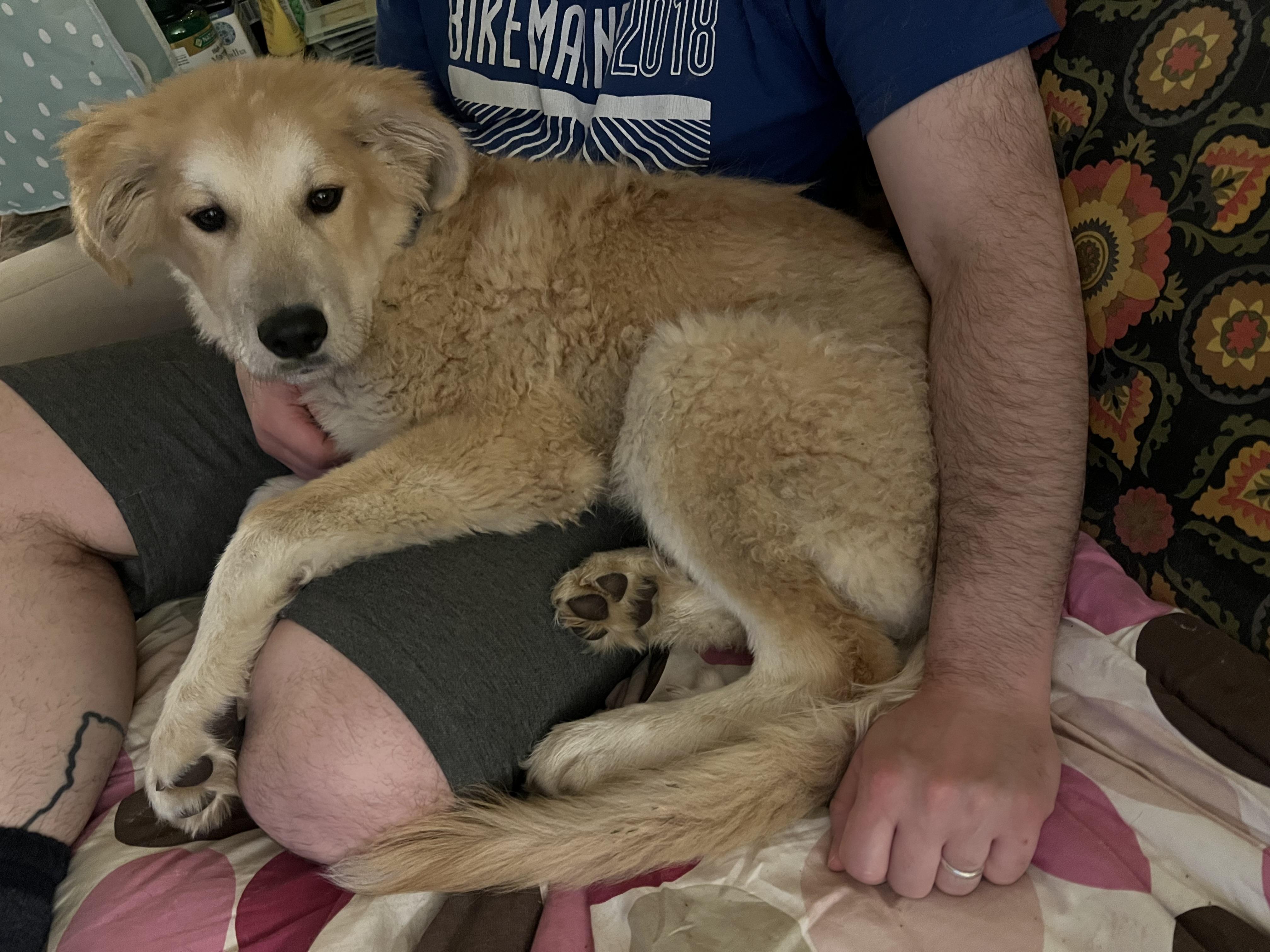 Enlarge Oakly, an adopted mixed breed in Bowdoin, ME image 5/6