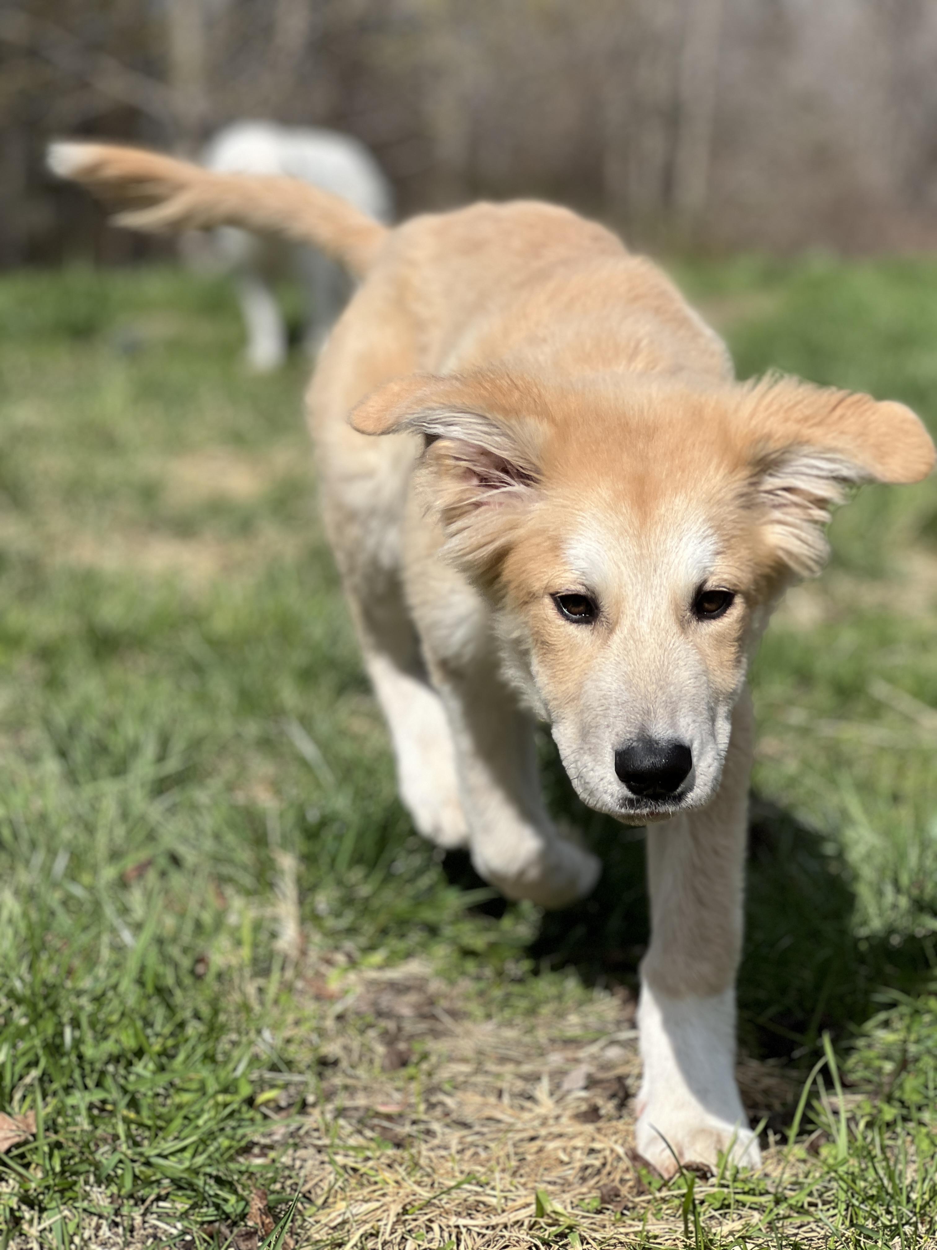 Enlarge Oakly, an adopted mixed breed in Bowdoin, ME image 1/6