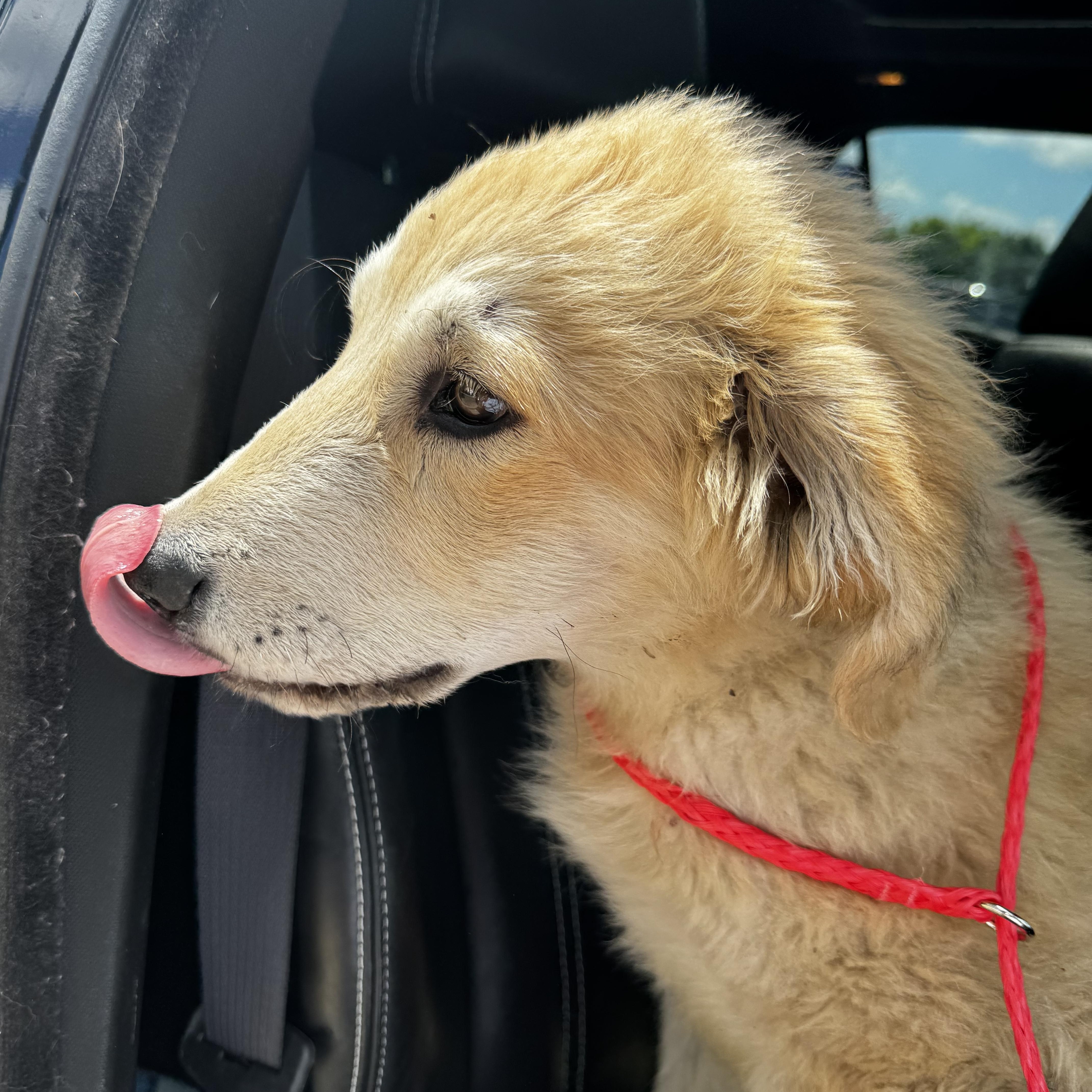 Enlarge Oakly, a ADOPTABLE mixed breed in Bowdoin, ME image 1/6