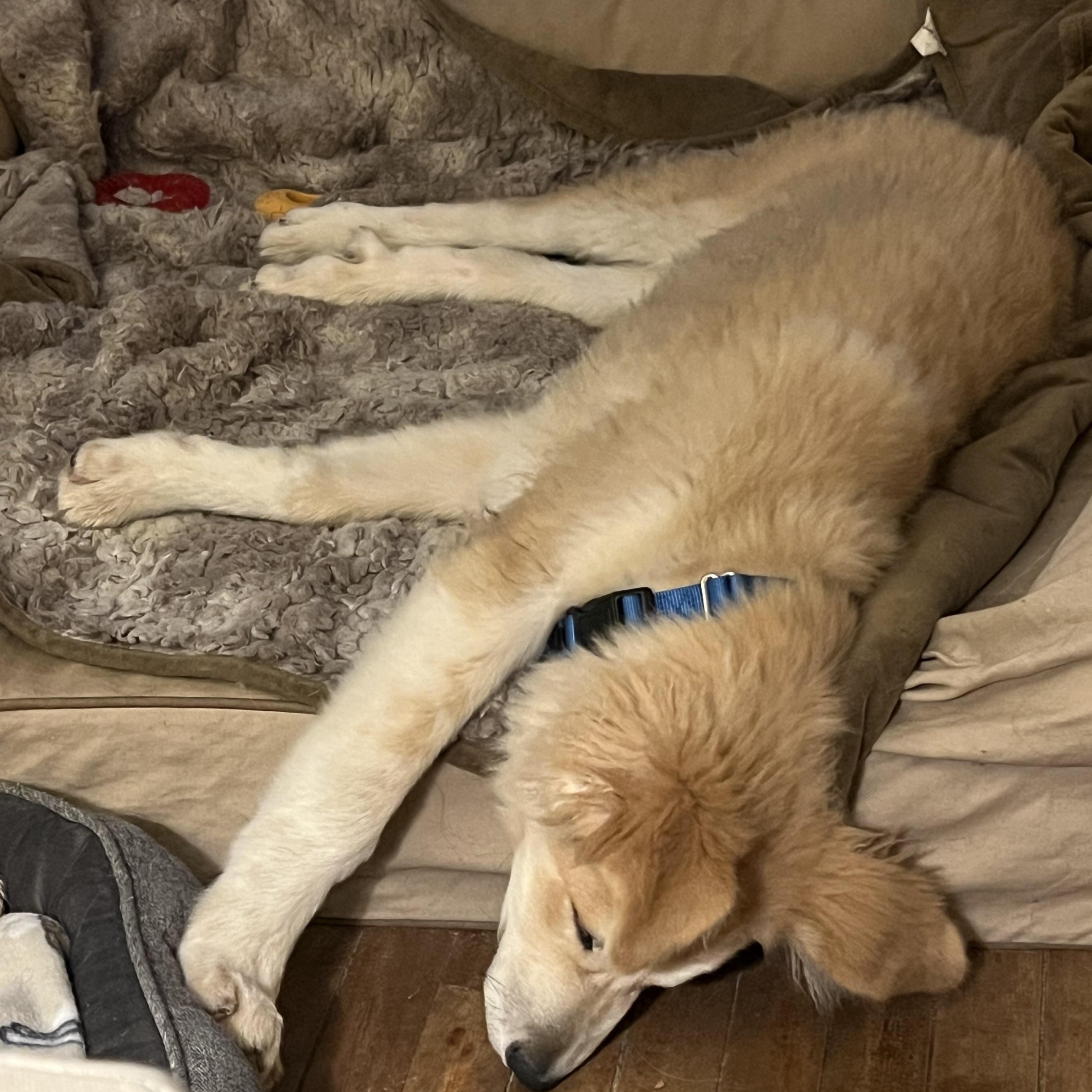 Enlarge Oakly, an adopted mixed breed in Bowdoin, ME image 4/6