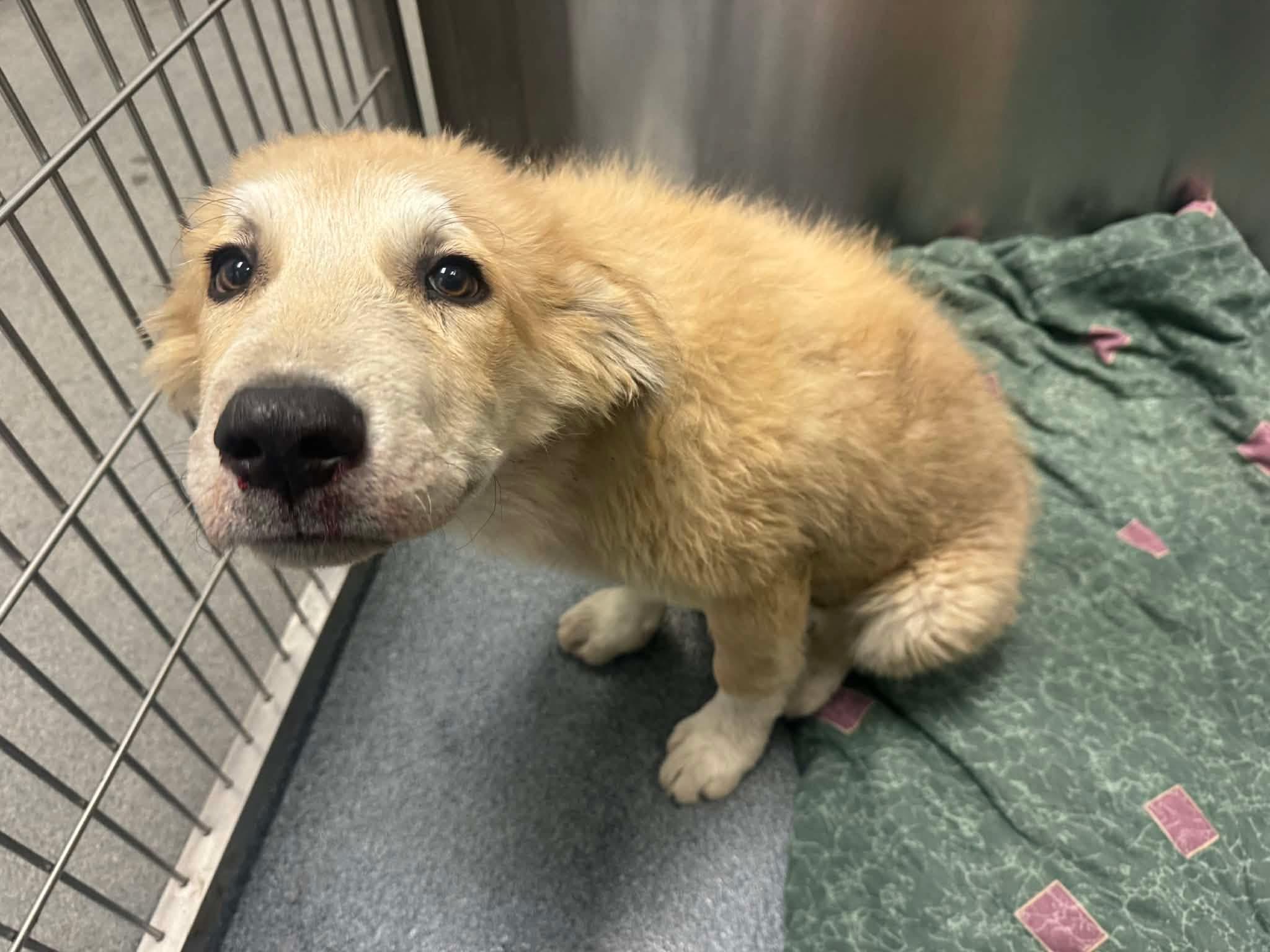 Enlarge Oakly, a ADOPTABLE mixed breed in Bowdoin, ME image 5/6