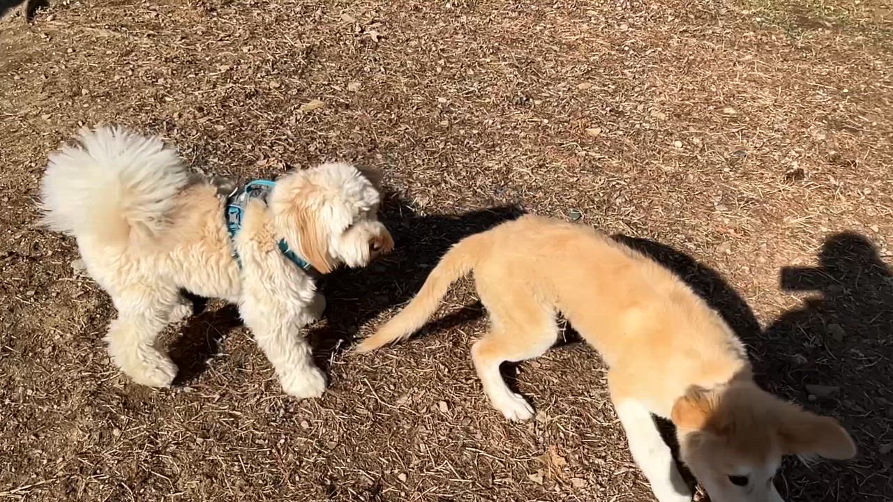 Enlarge Oakly, an adopted mixed breed in Bowdoin, ME video 3/6