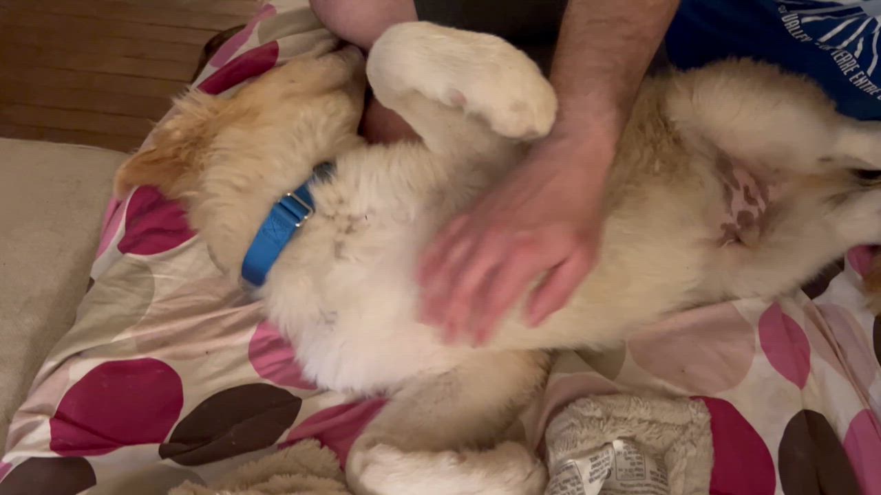 Enlarge Oakly, an adopted mixed breed in Bowdoin, ME video 2/6