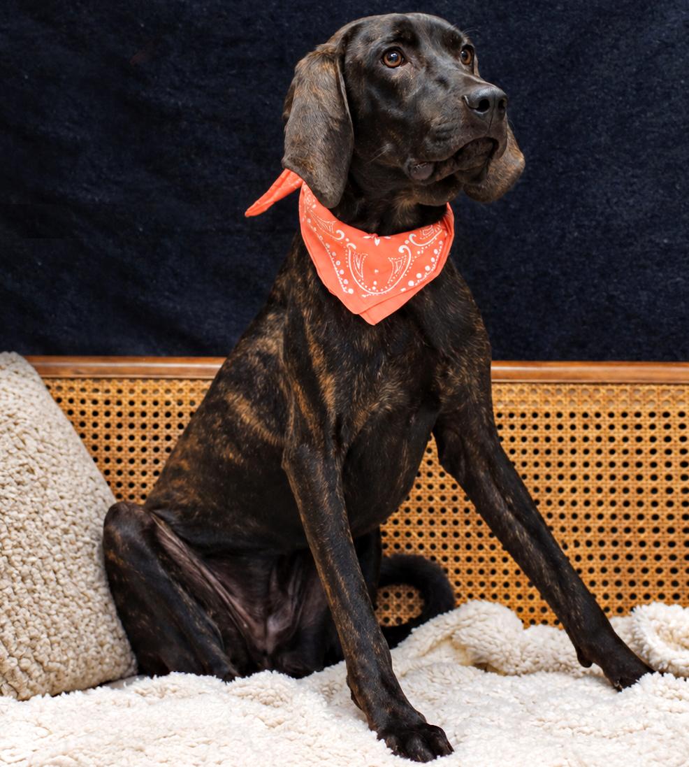 Enlarge Coco, a Adoptable Plott Hound in Cheboygan, MI image 4/6