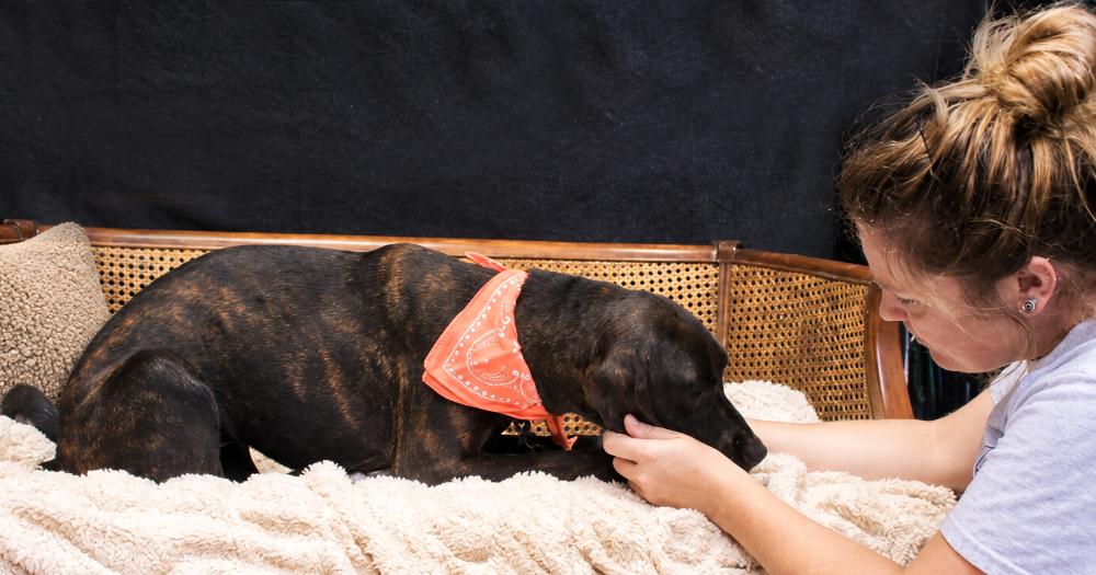 Enlarge Coco, a Adoptable Plott Hound in Cheboygan, MI image 5/6