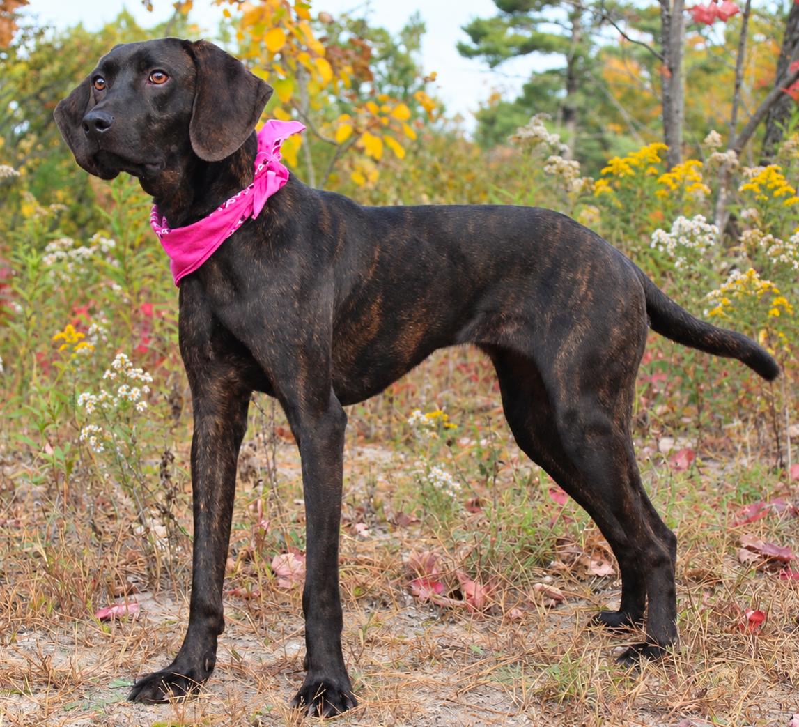 Enlarge Coco, a Adoptable Plott Hound in Cheboygan, MI image 1/6