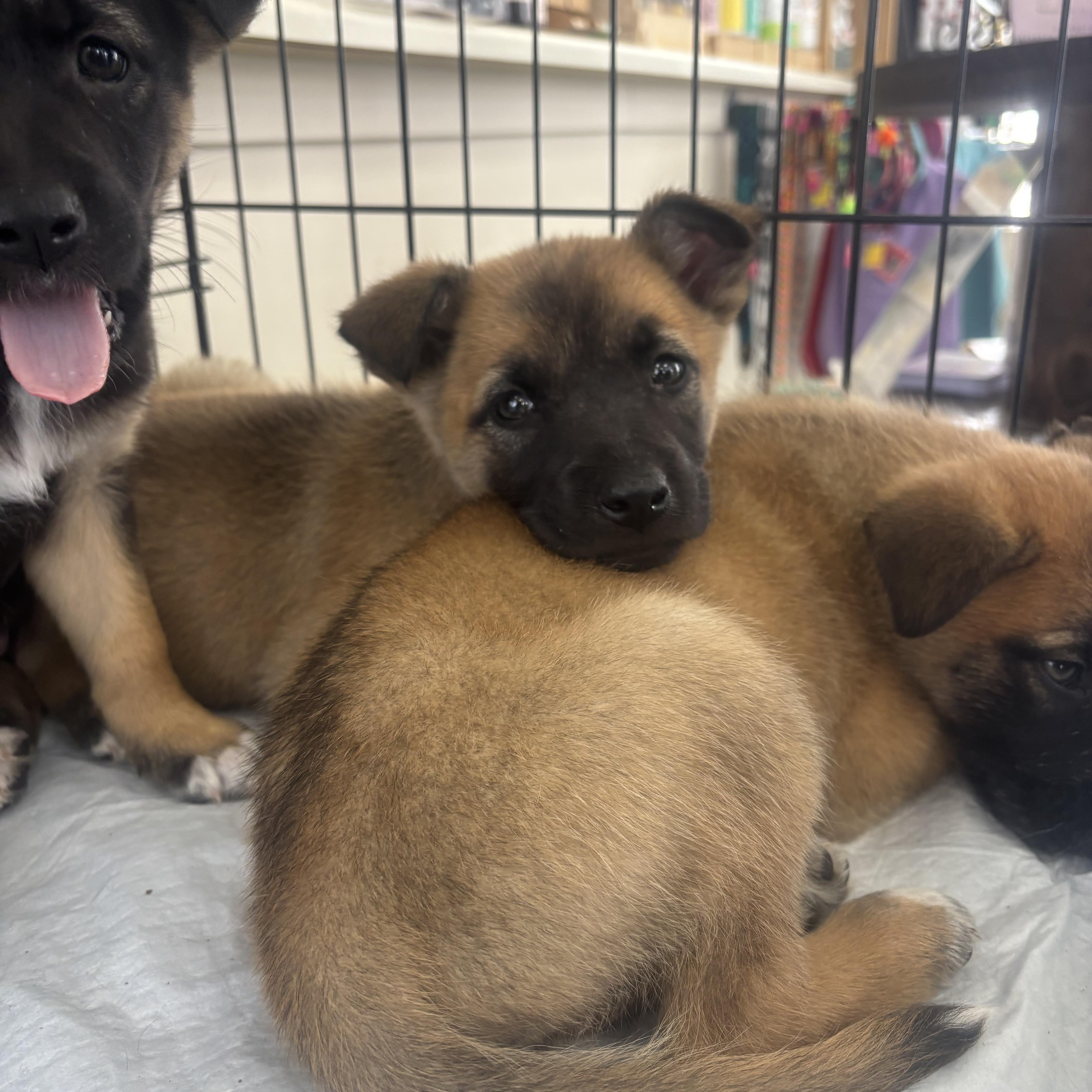 Blue Jays, Adoptable, Puppy Female German Shepherd Dog.