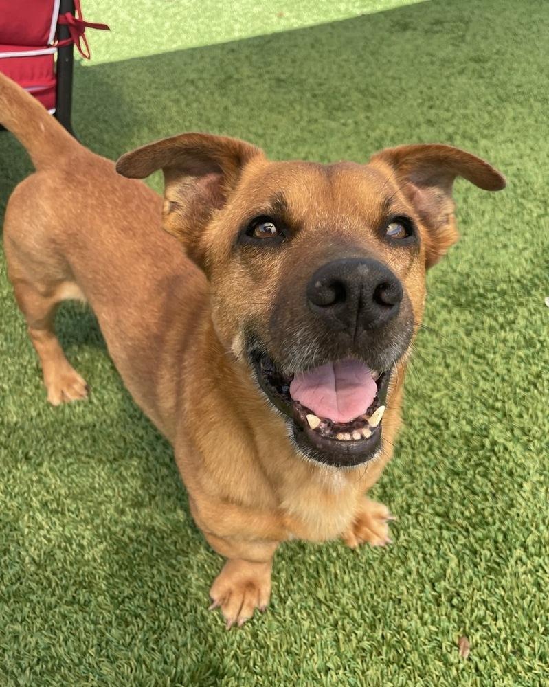Bowie, a Adoptable mixed breed in Winter Garden, FL image 1/5