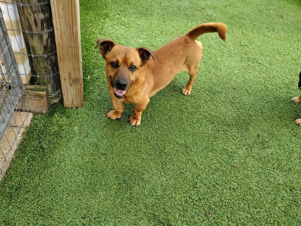 Bowie, a Adoptable mixed breed in Winter Garden, FL image 2/5