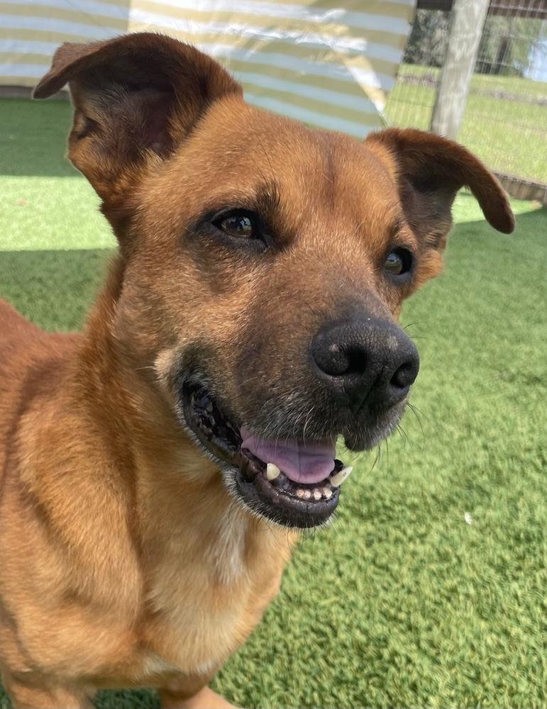 Bowie, a Adoptable mixed breed in Winter Garden, FL image 3/5