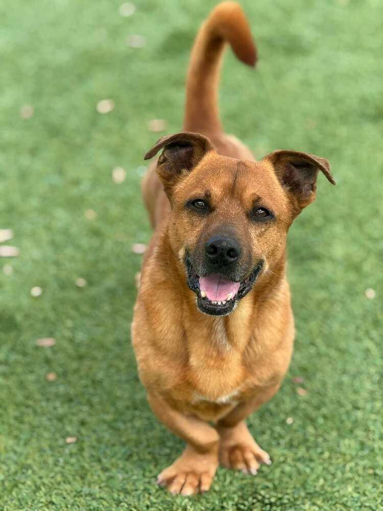 Bowie, a Adoptable mixed breed in Winter Garden, FL image 4/5
