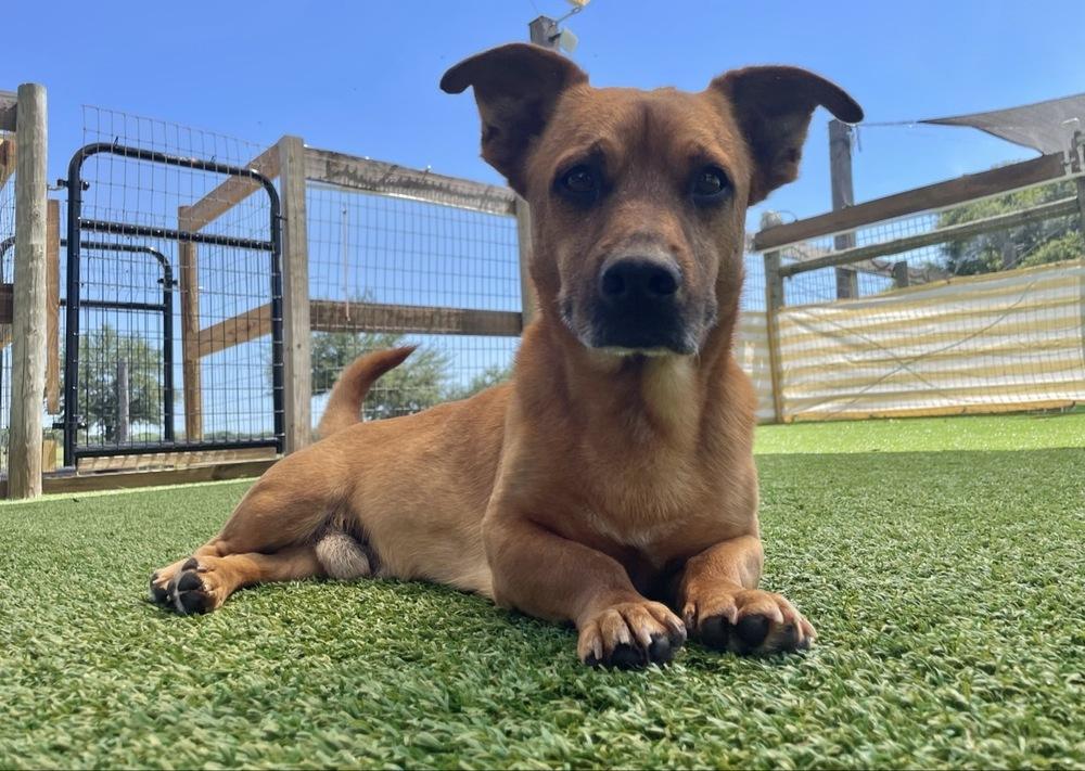 Bowie, a Adoptable mixed breed in Winter Garden, FL image 5/5