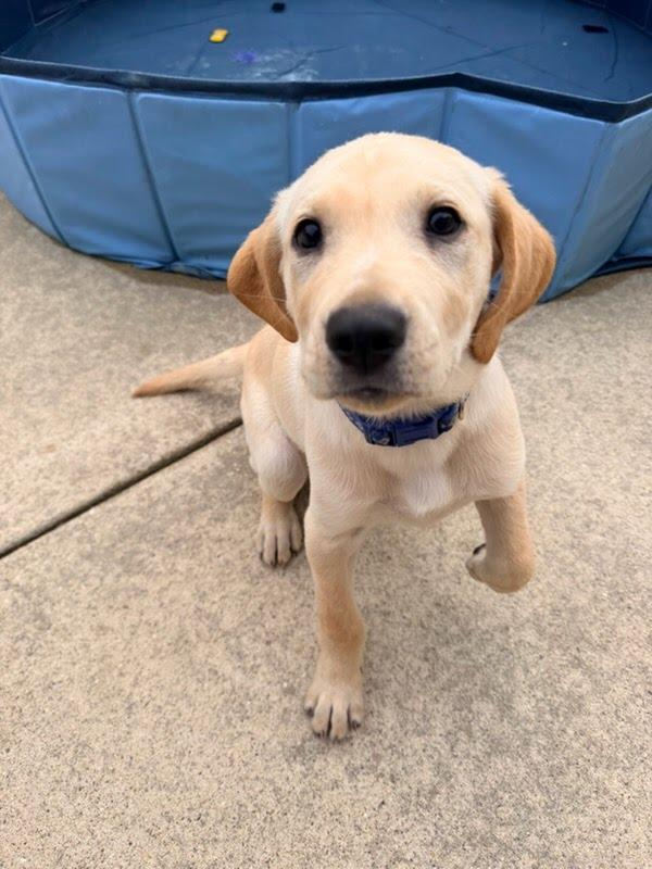 Pokey, an adopted mixed breed in Oswego, IL image 3/4