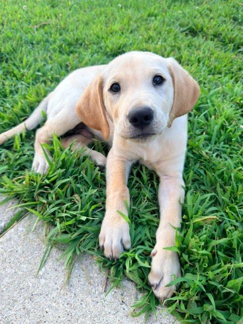 Pokey, an adopted mixed breed in Oswego, IL image 4/4