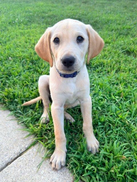 Pokey, adopted, Puppy Male Labrador Retriever.